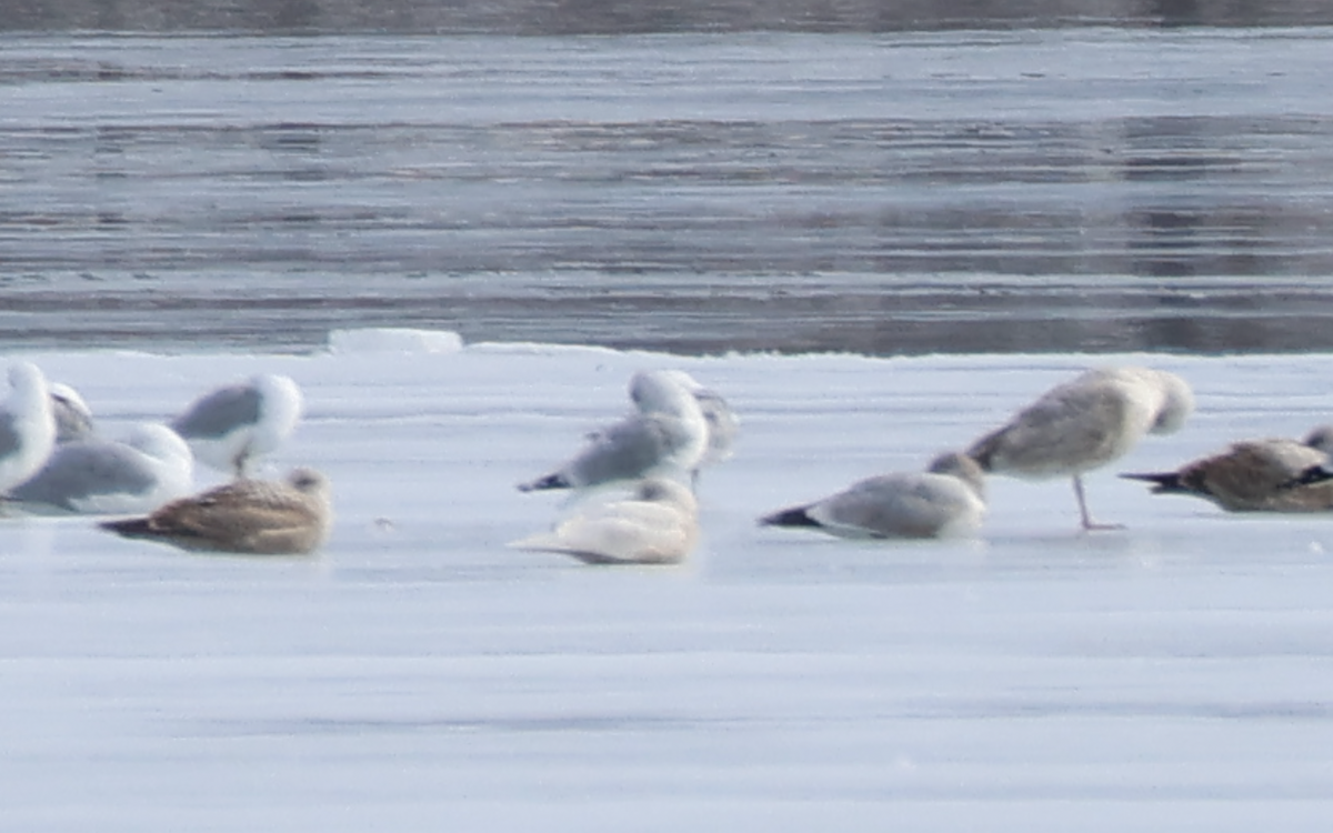 New York Breeding Bird Atlas Checklist 10 Mar 2023 Waterfront Park