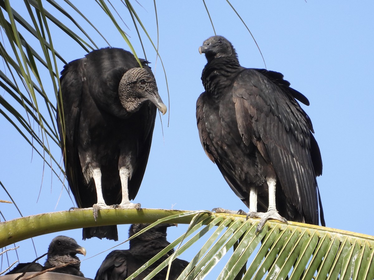 Black Vulture - John Lundgren