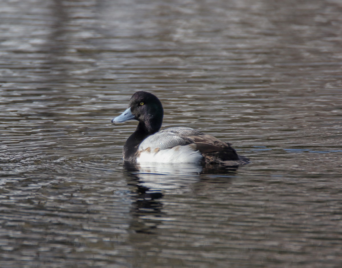 Greater Scaup - Zachary Holderby