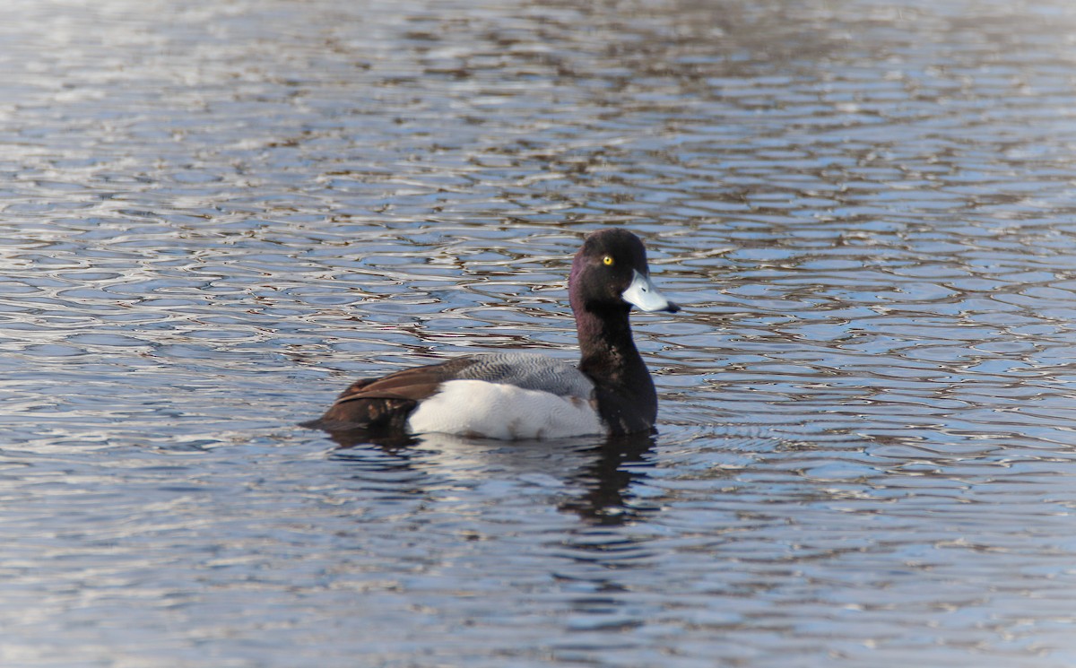 Greater Scaup - ML544090501