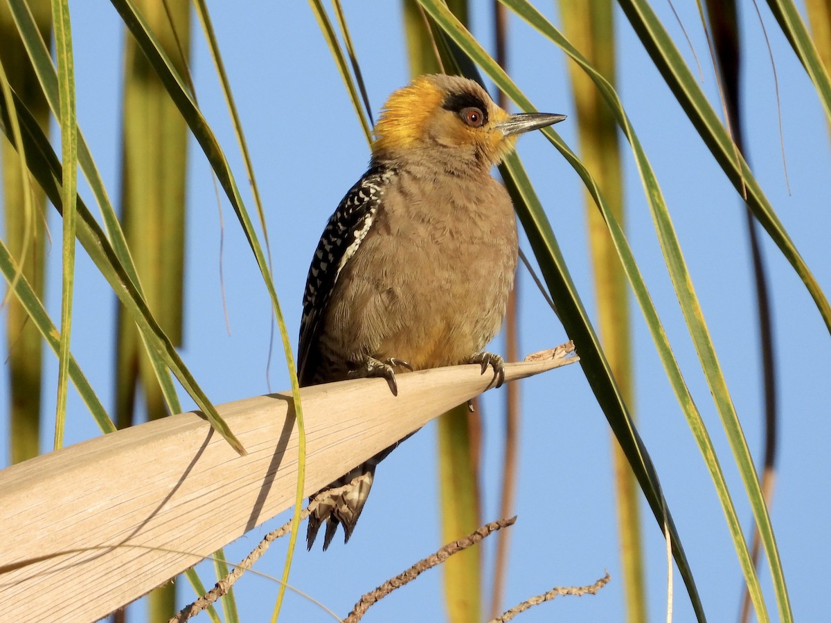 Golden-cheeked Woodpecker - ML544094871