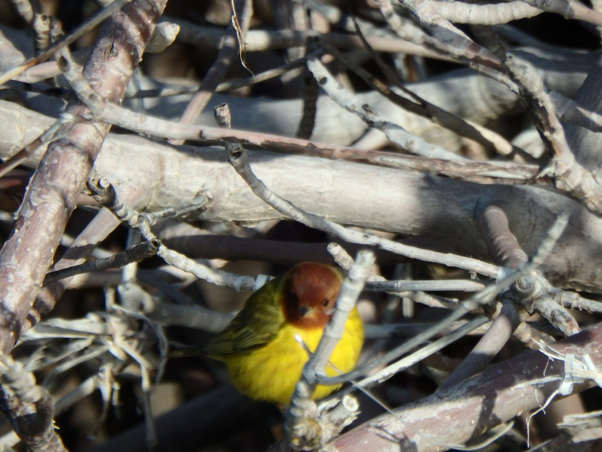 Yellow Warbler (Mangrove) - ML544095101