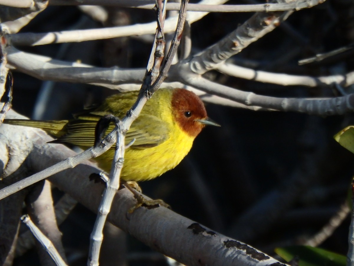 Yellow Warbler (Mangrove) - ML544095121