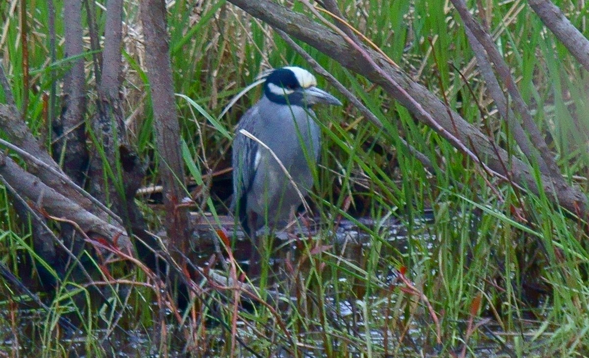 Yellow-crowned Night Heron - Dave Smith