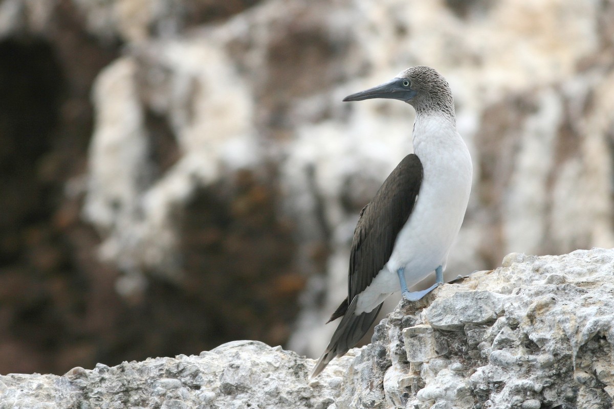 Blue-footed Booby - ML544100381