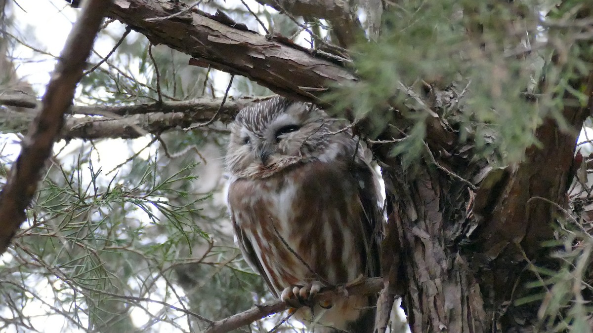 Northern Saw-whet Owl - Avery Fish