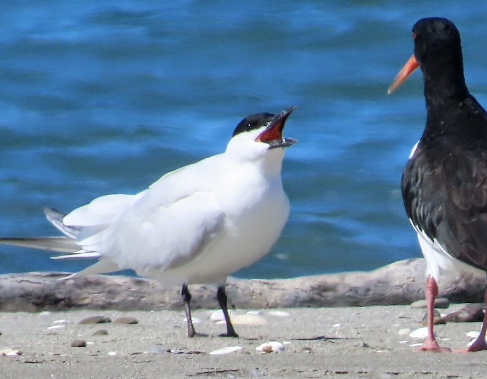 Gull-billed/Australian Tern - ML544104651