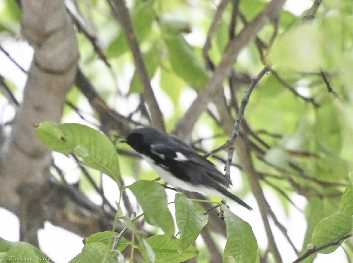 Black-throated Blue Warbler - ML544105151
