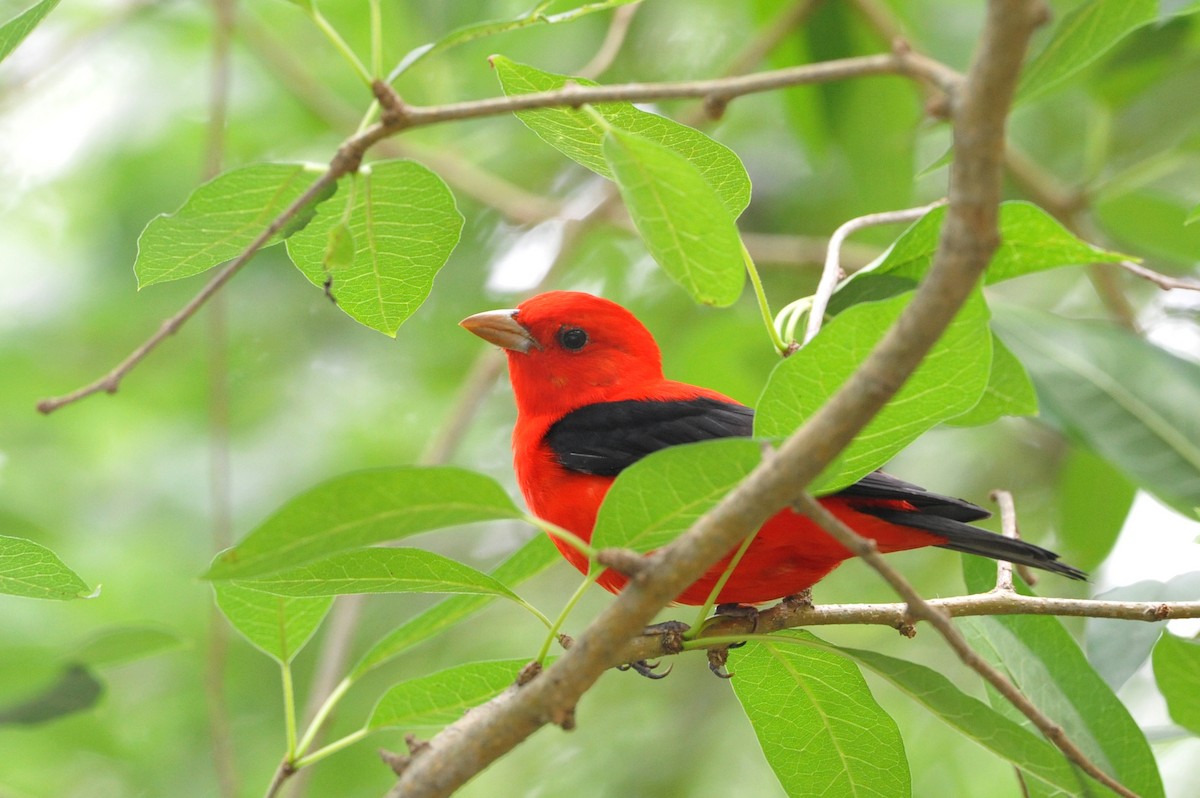Scarlet Tanager - ML54410561