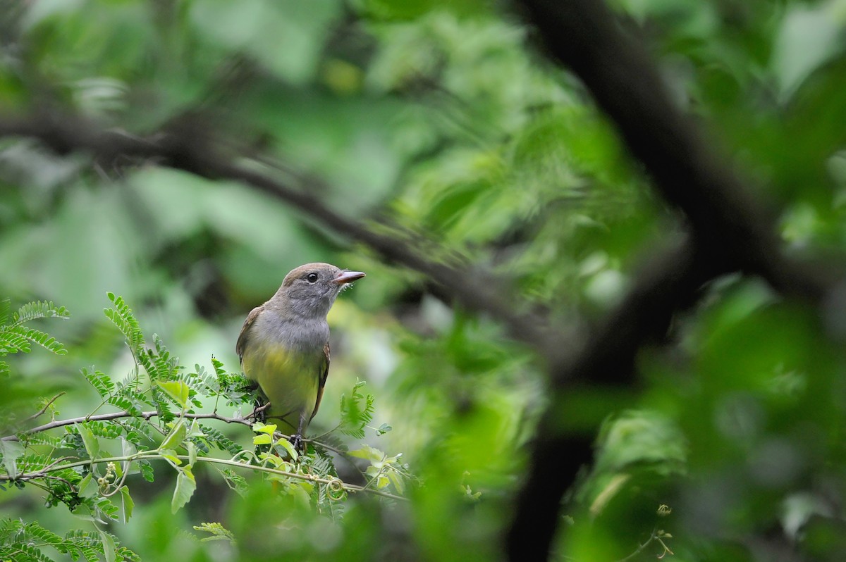 Great Crested Flycatcher - ML54410601