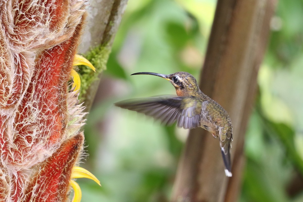 Полосатохвостый колибри-отшельник - ML544107911