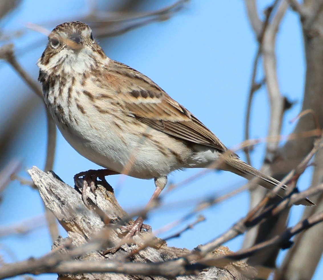 Vesper Sparrow - ML544108831