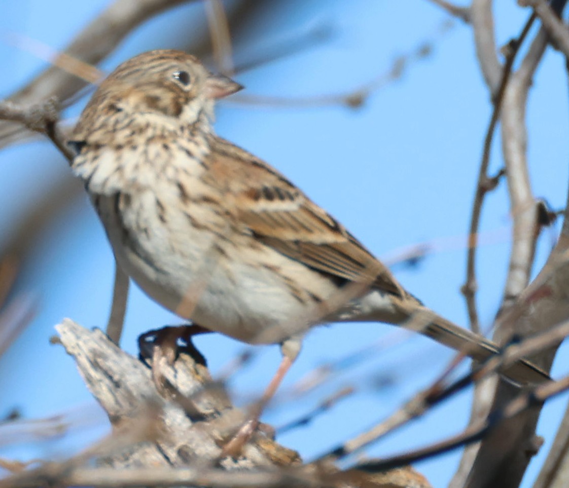 Vesper Sparrow - ML544108841