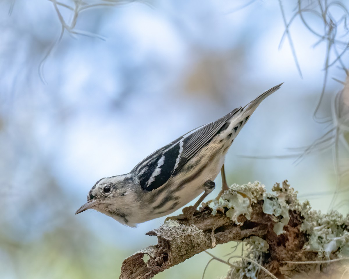 Black-and-white Warbler - ML544109231