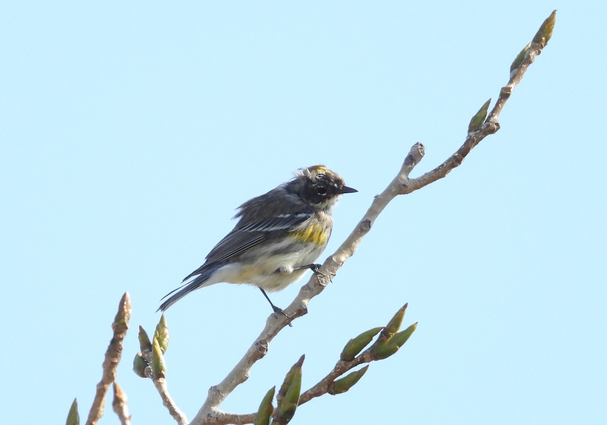 Yellow-rumped Warbler (Myrtle) - ML544111121