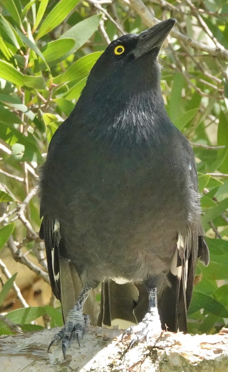 Pied Currawong - ML544114091