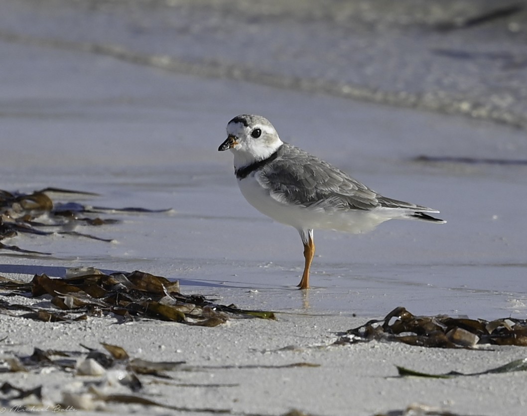 Piping Plover - ML544116361