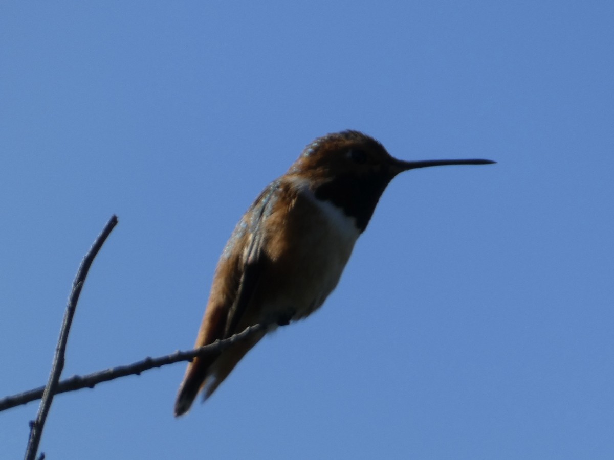 Allen's Hummingbird - Eileen Wintemute