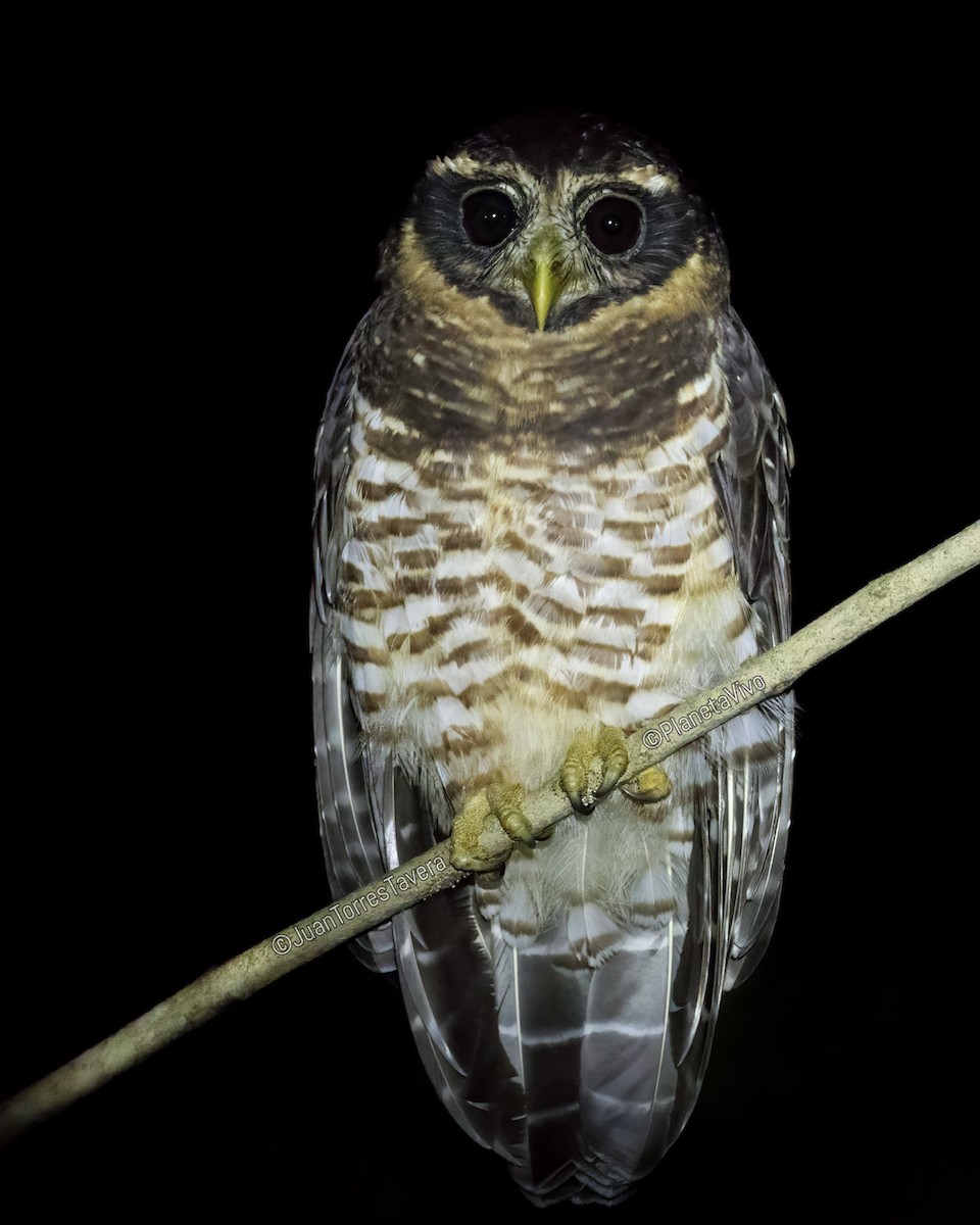 Band-bellied Owl - ML544125531