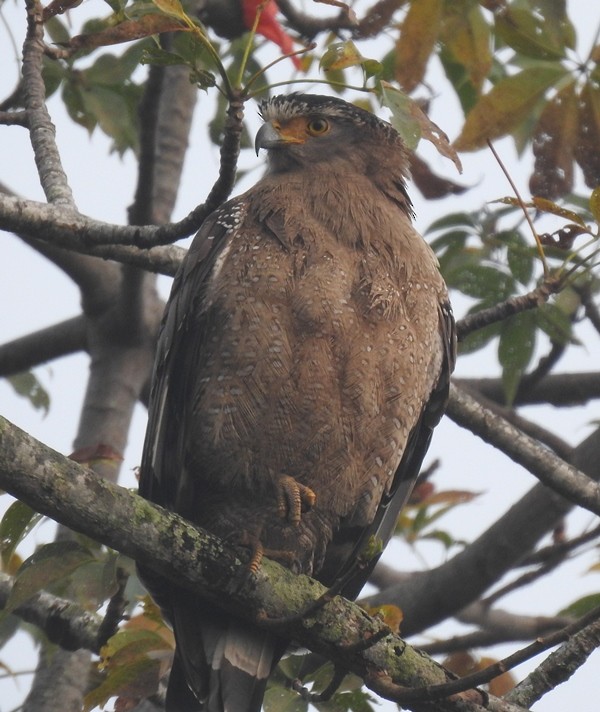 Crested Serpent-Eagle - ML544128051