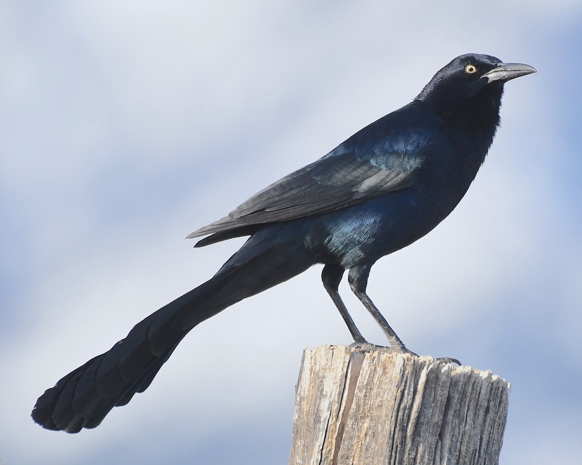 Great-tailed Grackle - ML544129211