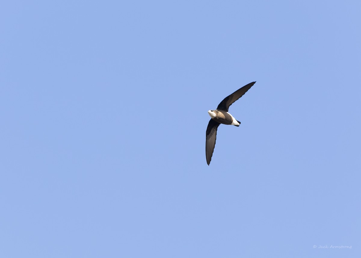 White-throated Needletail - Jack Armstrong