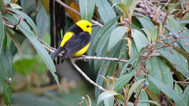 Black-and-yellow Tanager - ML544133111