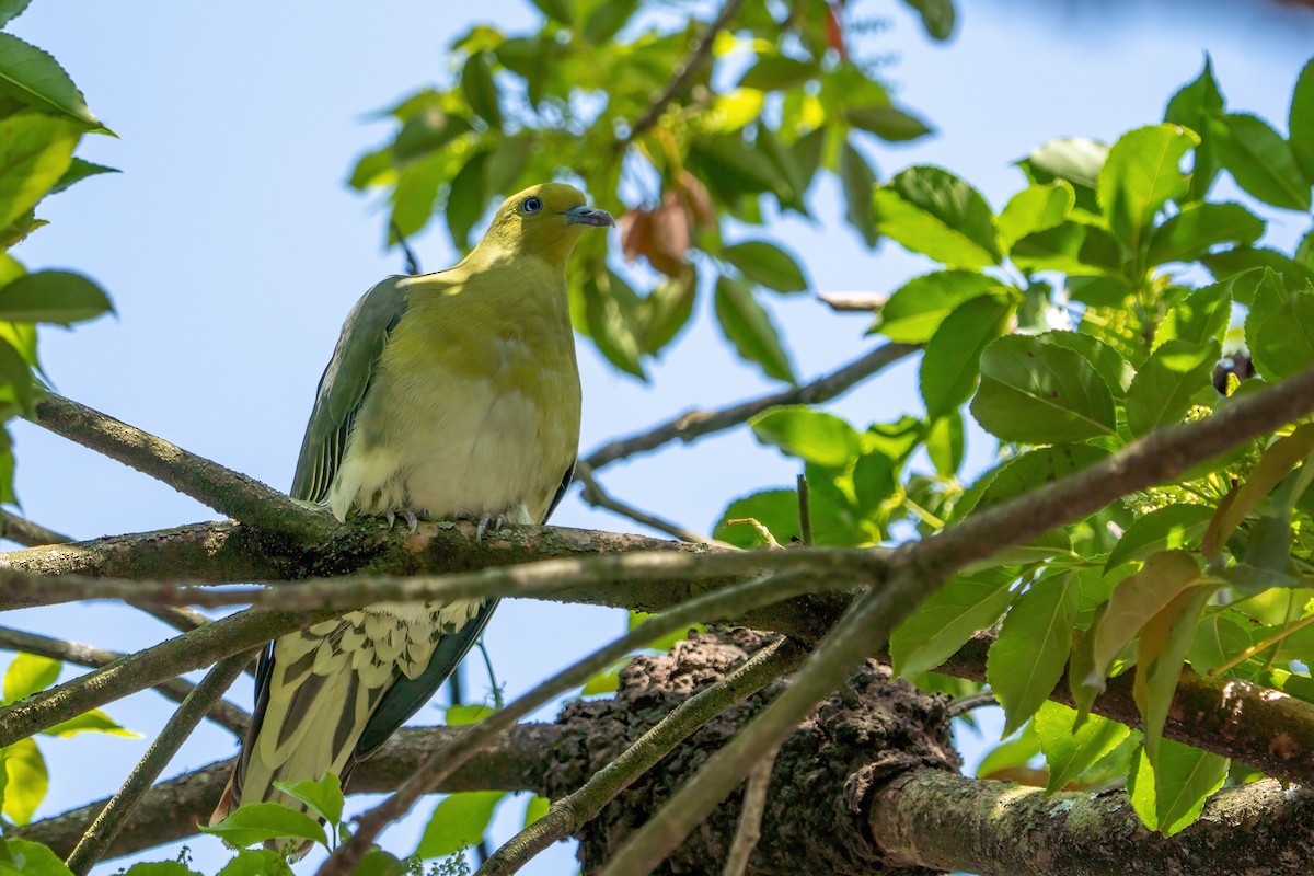 White-bellied Green-Pigeon - ML544135911