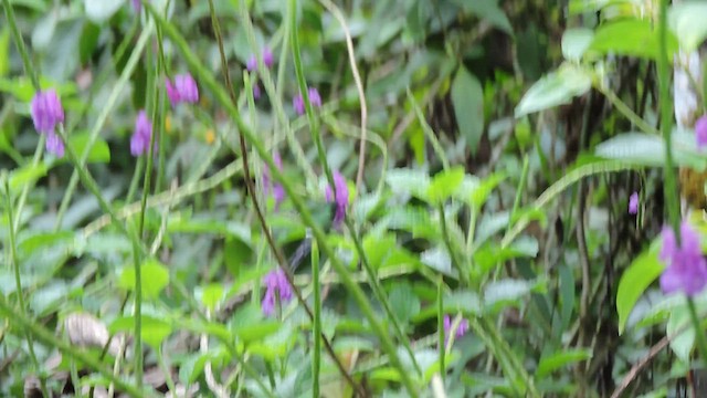 kolibřík trnoocasý - ML544137761