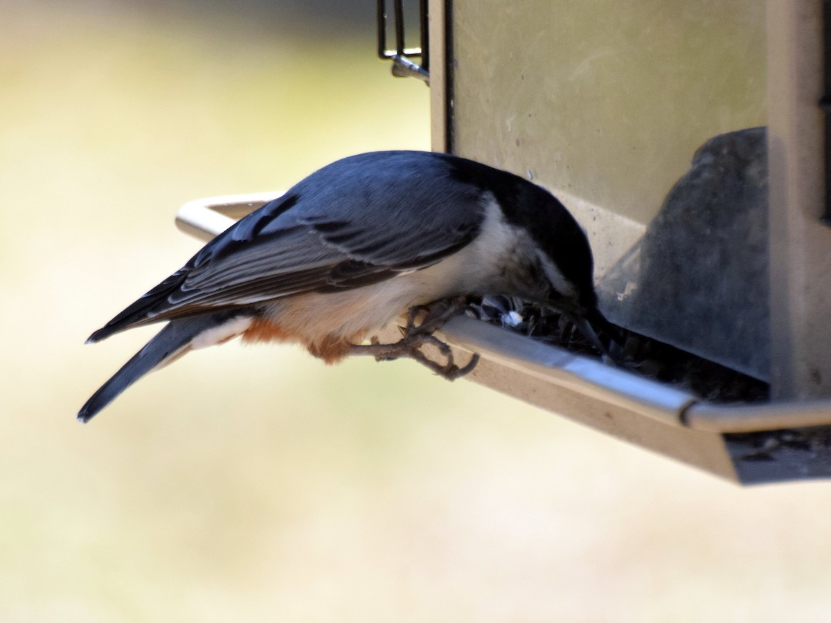 White-breasted Nuthatch - ML54413891