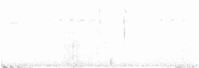 Weißflügel-Staffelschwanz (leuconotus) - ML544145791