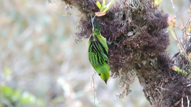 Emerald Tanager - ML544147691