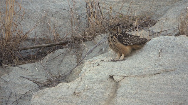Rock Eagle-Owl - ML544149671