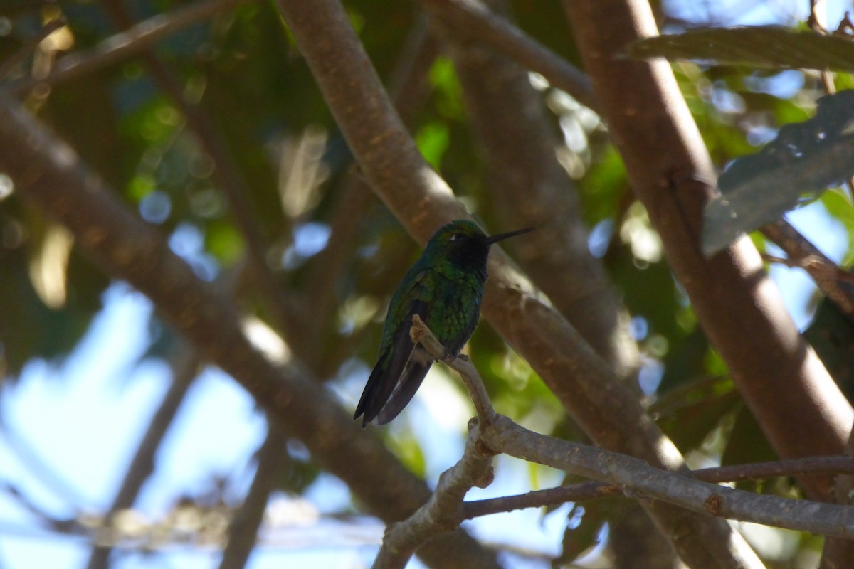 Blue-tailed Emerald - ML544150011