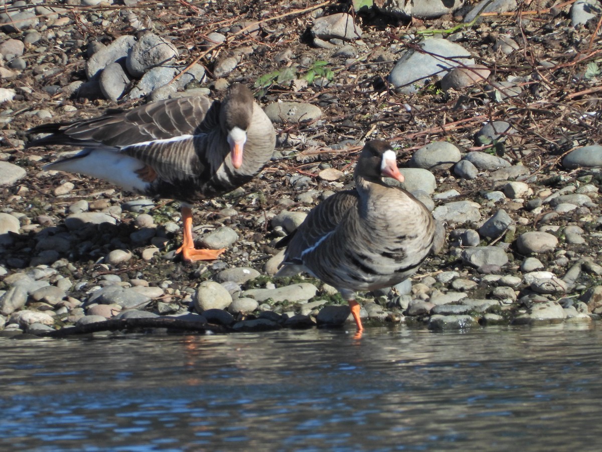 Greater White-fronted Goose - ML544151471