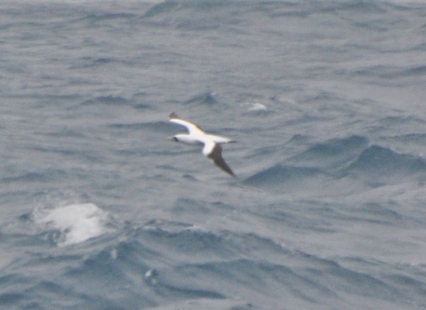Masked Booby - ML54415171