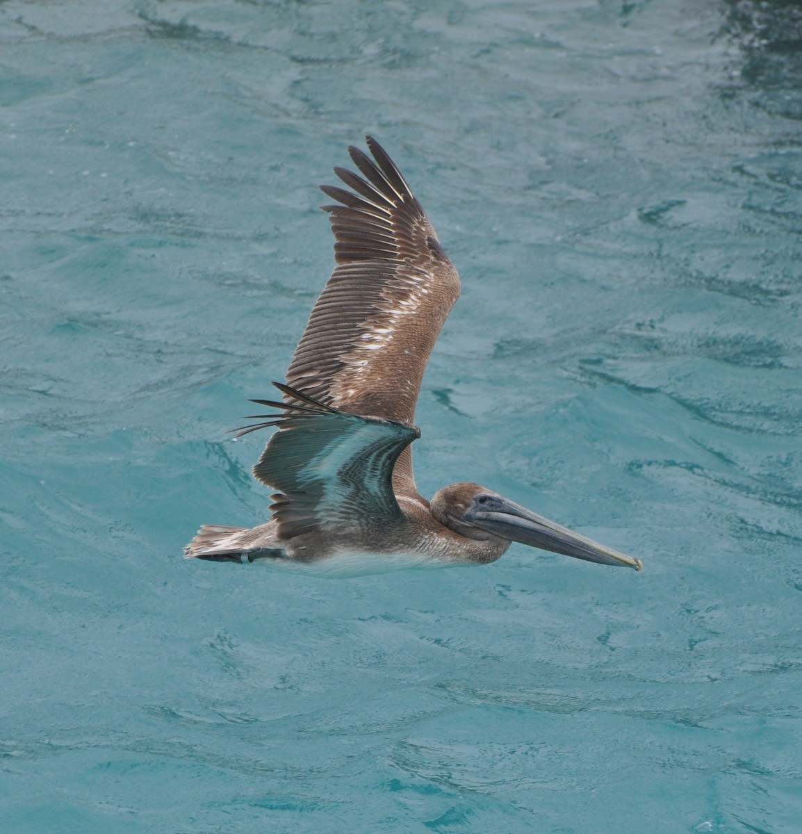 Brown Pelican (Atlantic) - Tim Healy