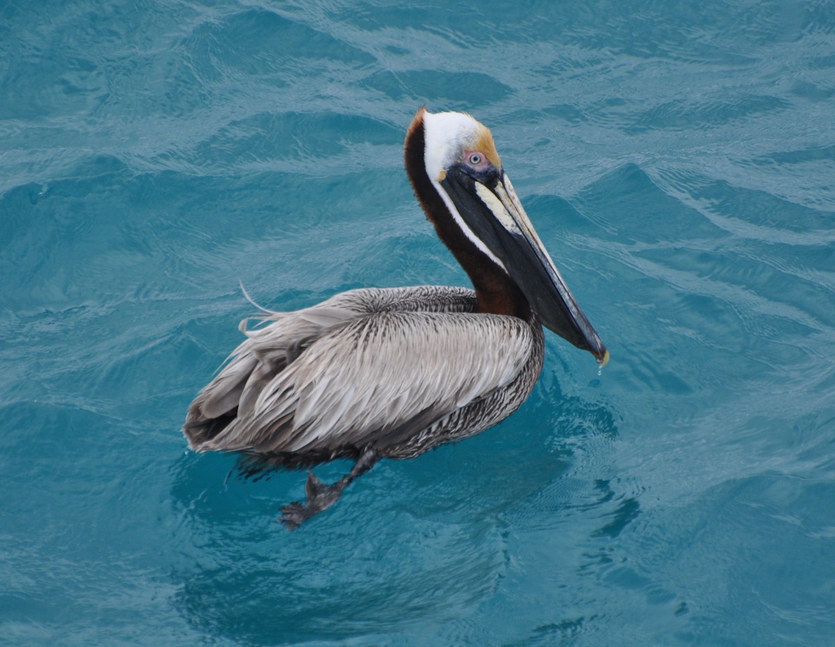 Brown Pelican (Atlantic) - ML54415251