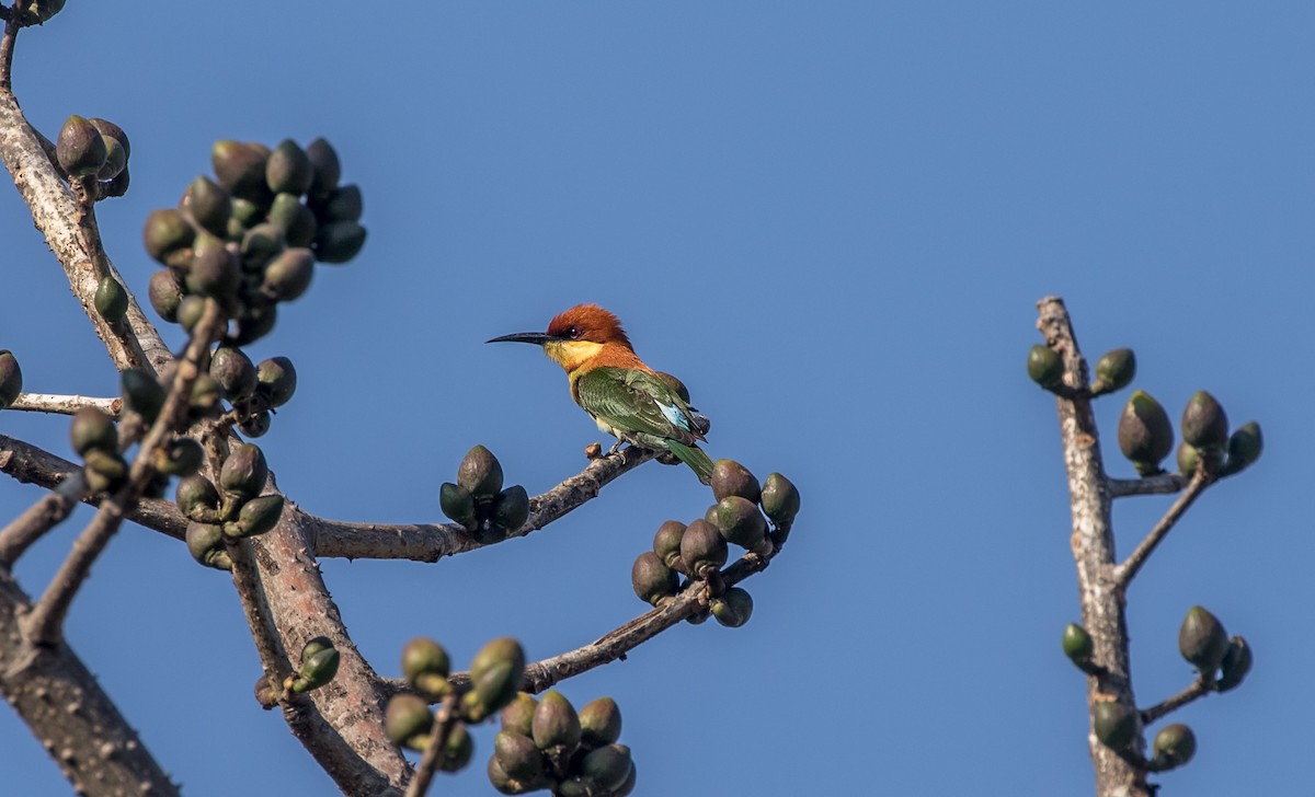 Chestnut-headed Bee-eater - ML544155441