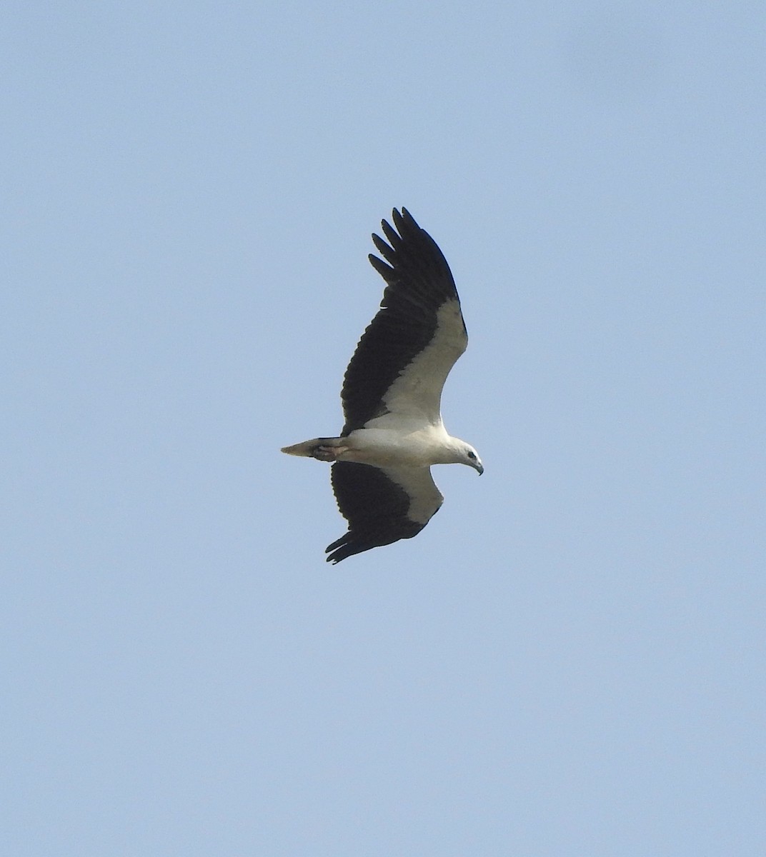 White-bellied Sea-Eagle - Afsar Nayakkan