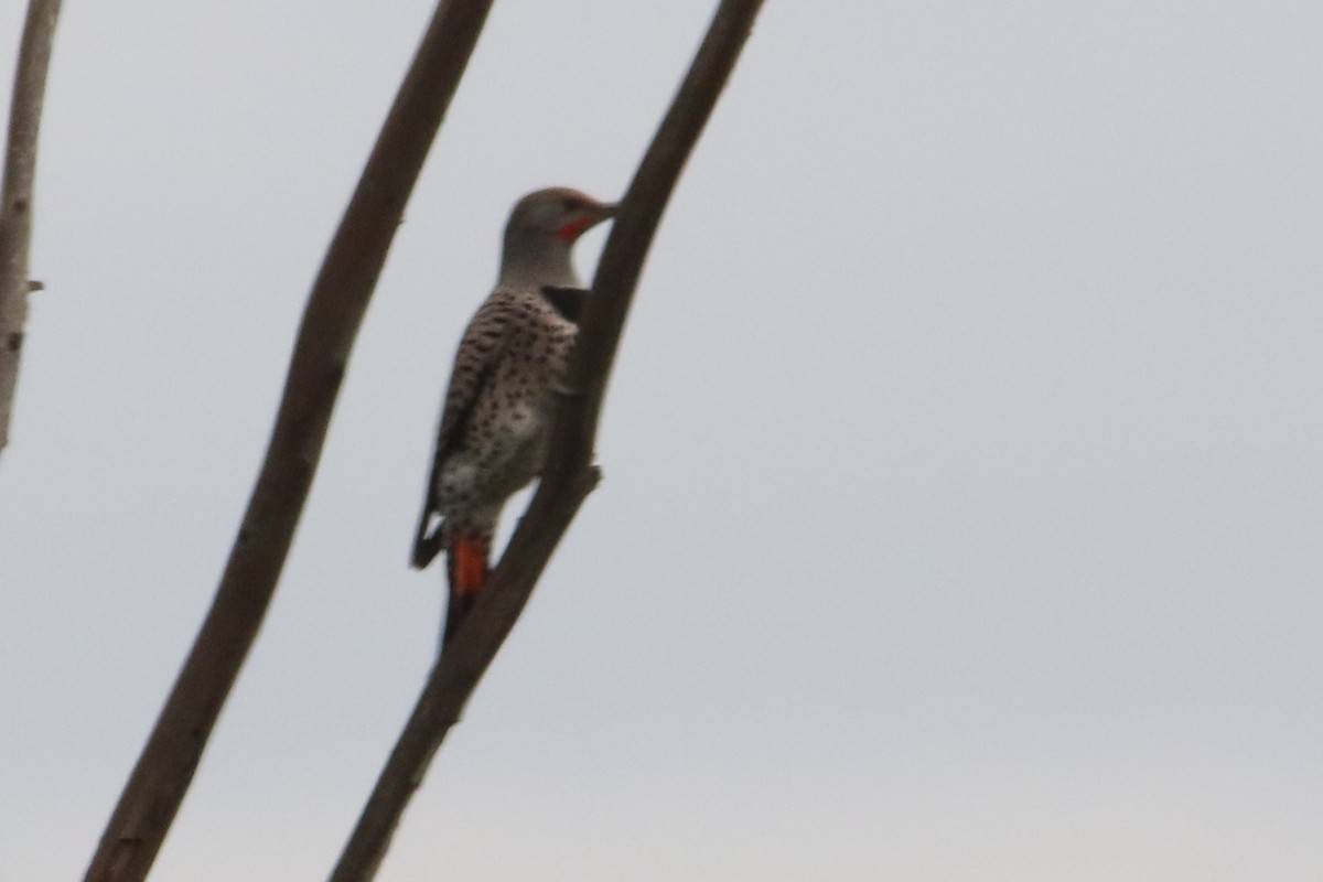 Northern Flicker (Red-shafted) - ML54415611
