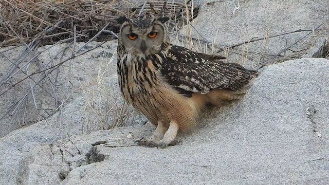 Rock Eagle-Owl - ML544157181