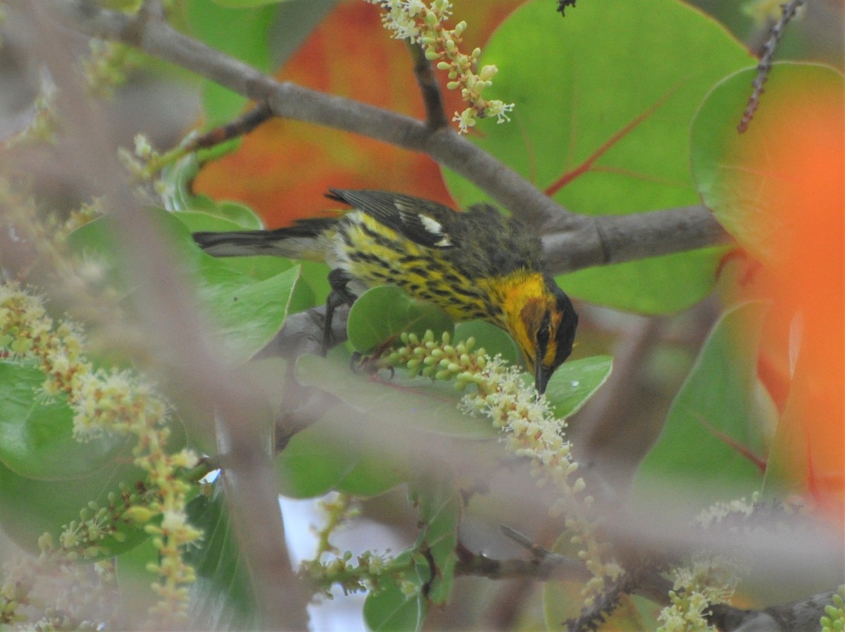 Cape May Warbler - ML54415761