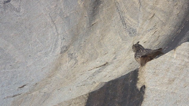 Rock Eagle-Owl - ML544157851