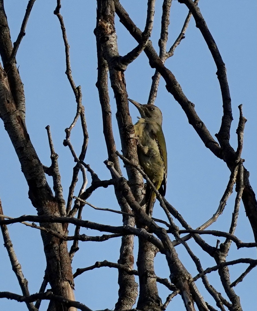 Iberian Green Woodpecker - ML544159541