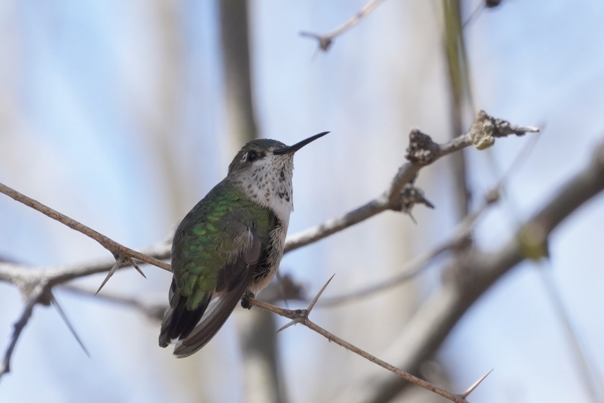 Calliope Hummingbird - ML544159661