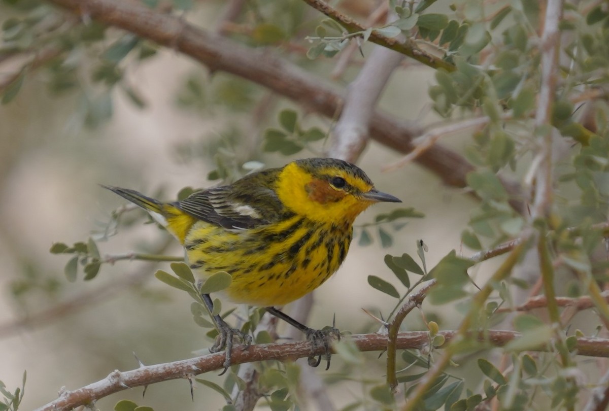 Cape May Warbler - ML544159831