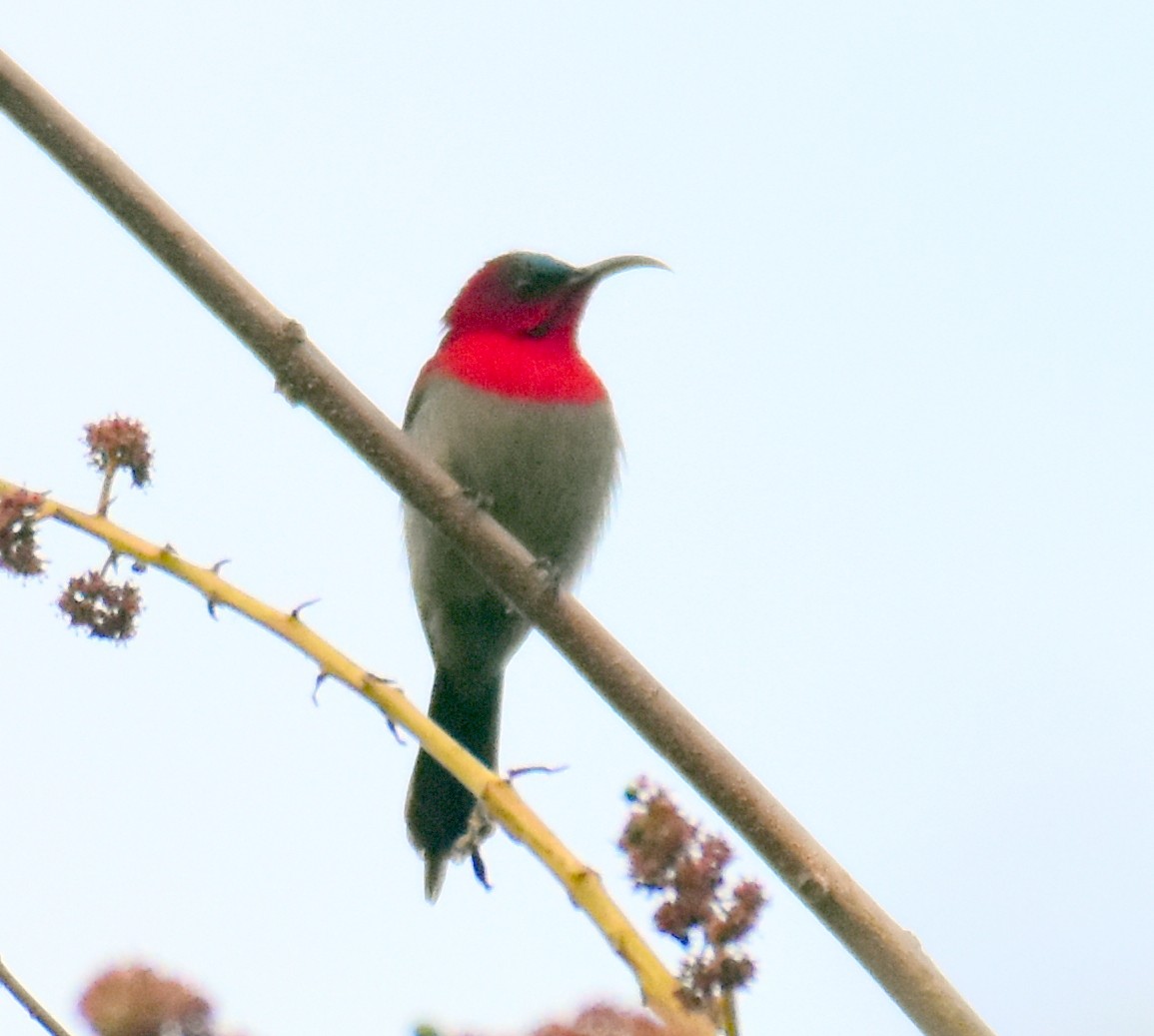 Crimson Sunbird (Crimson) - ML544161951