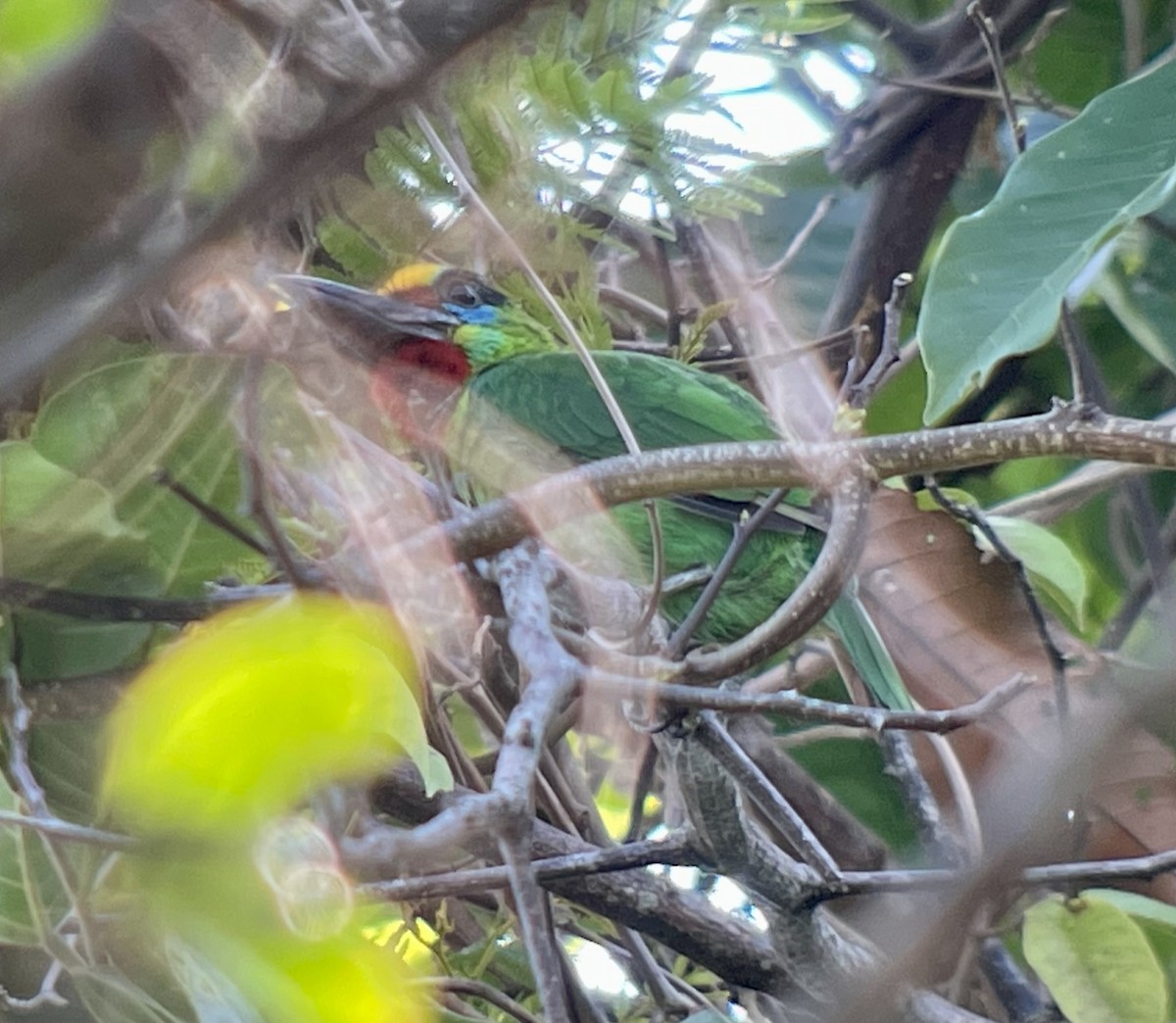 Red-throated Barbet - ML544166121