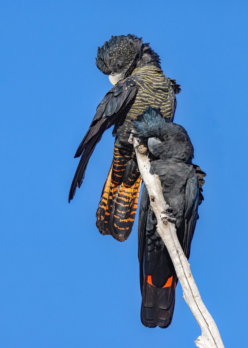 Red-tailed Black-Cockatoo - Julie Clark